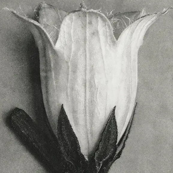 Rabattcodes für Mai 2025, campanula alliariifolia flower - fitweltweit.de Bild für die Dienstleistung