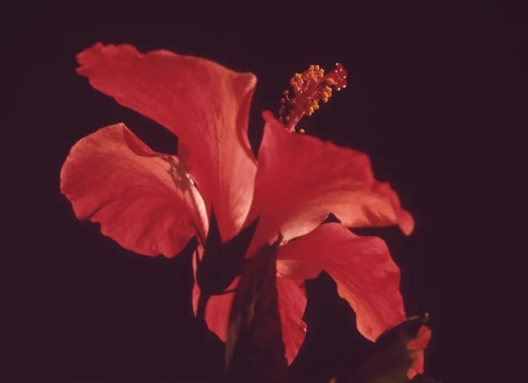 Rabattcodes für Mai 2025, red hibiscus closeup - fitweltweit.de Nahaufnahme einer roten Blume.